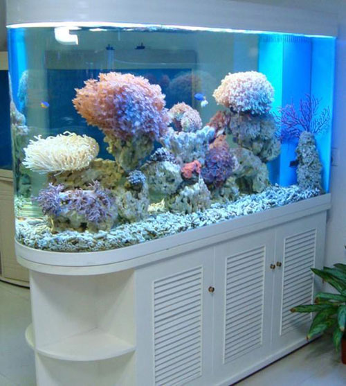 居家養(yǎng)魚(yú)風(fēng)水講究，怎么養(yǎng)魚(yú)招財(cái)運(yùn)？