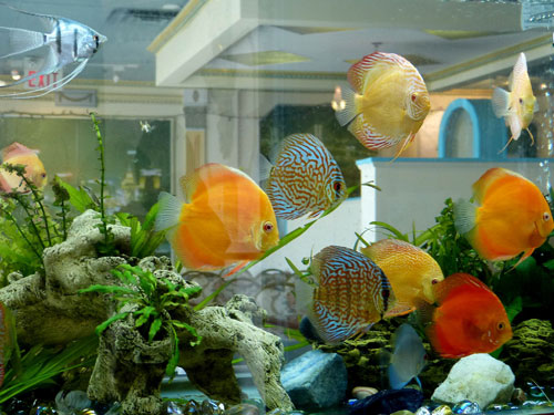 居家養(yǎng)魚(yú)風(fēng)水講究，怎么養(yǎng)魚(yú)招財(cái)運(yùn)？