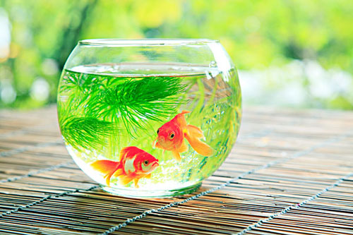 居家養(yǎng)魚(yú)風(fēng)水講究，怎么養(yǎng)魚(yú)招財(cái)運(yùn)？